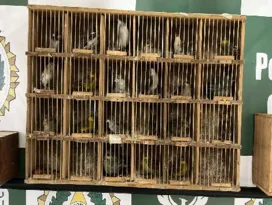 Imagem ilustrativa da imagem Idoso é preso e 39 aves são apreendidas em São Gonçalo