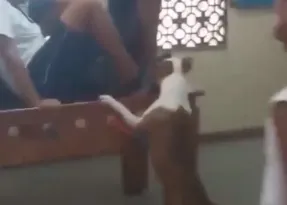Imagem ilustrativa da imagem Cachorro invade escola e ataca aluno no Complexo da Maré