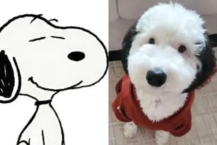 Imagem ilustrativa da imagem Cadela chama atenção nas redes sociais por semelhança com Snoopy