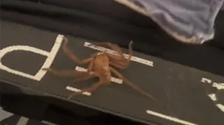 Imagem ilustrativa da imagem Australiano se assusta com aranha dentro da calça; vídeo