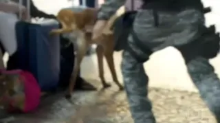 Imagem ilustrativa da imagem Cão policial rouba a cena ao fazer xixi em mala de passageira