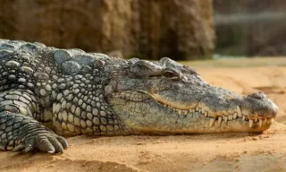Imagem ilustrativa da imagem Restos mortais de pescador são encontrados dentro de crocodilo