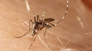 Imagem ilustrativa da imagem Alerta para aumento de dengue, Zika e chikungunya no Brasil