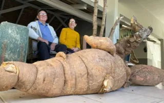 Imagem ilustrativa da imagem Aipim de 110kg surpreende casal de idosos em Santa Catarina