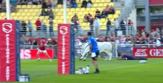 Imagem ilustrativa da imagem Touro invade campo durante partida de Rugby e persegue jogadores