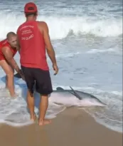 Imagem ilustrativa da imagem Golfinho é resgatado por bombeiros em praia do Rio; vídeo