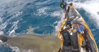 Imagem ilustrativa da imagem Tubarão confunde barco com foca e ataca pescadores; veja vídeo