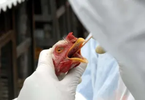 Imagem ilustrativa da imagem Vitória tem 1º caso suspeito de gripe aviária em humano