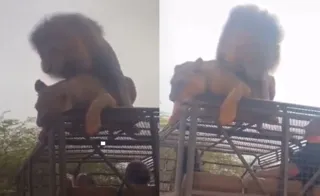 Imagem ilustrativa da imagem Vídeo: casal de leões é flagrado acasalando em cima de jipe
