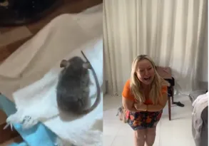 Imagem ilustrativa da imagem Mulher viraliza na web ao não 'enxergar' rato na cozinha; vídeo