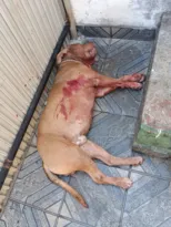 Imagem ilustrativa da imagem Homem morre após ser atacado por pitbull na Zona Norte do Rio