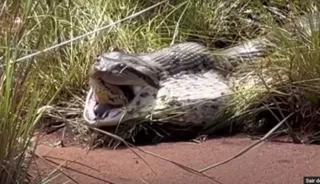 Imagem ilustrativa da imagem Pescador registra cobra saindo de 'anaconda'; vídeo