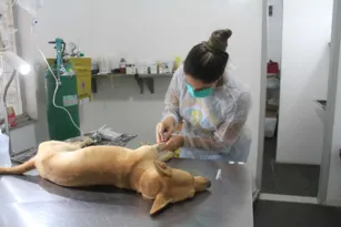 Imagem ilustrativa da imagem Atendimento veterinário gratuito para cães e gatos em São Gonçalo