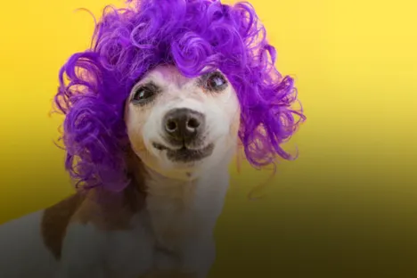 Por que agosto é conhecido como o “mês do cachorro louco”?