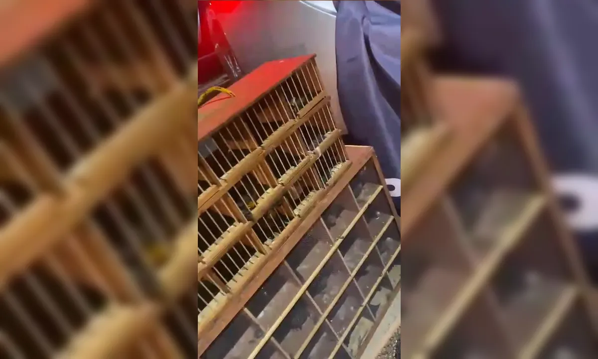 Mais de 650 pássaros apreendidos com traficante de animais