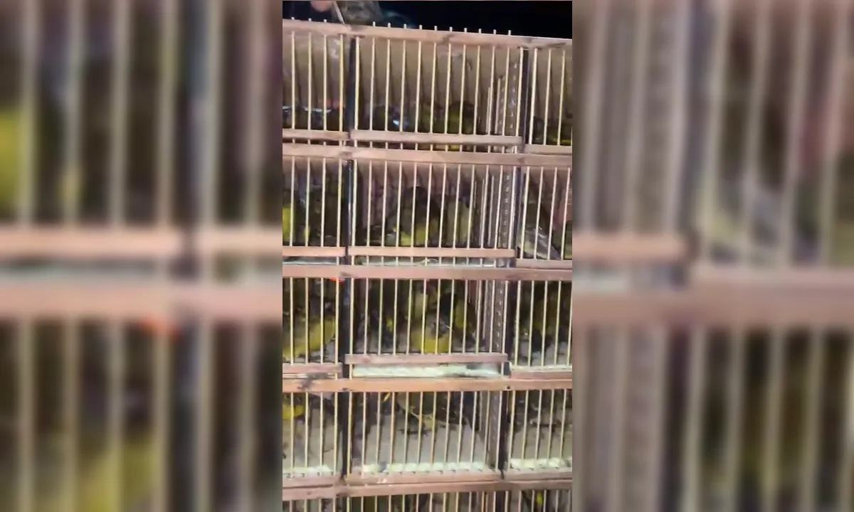 Mais de 650 pássaros apreendidos com traficante de animais