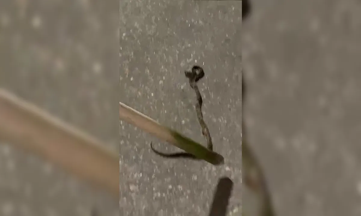 Infestação de cobras assusta em bairro de Niterói