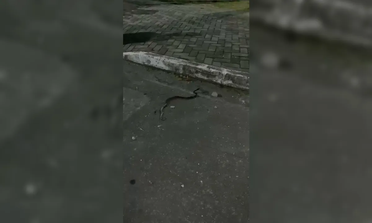 Infestação de cobras assusta em bairro de Niterói