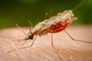 Imagem ilustrativa da imagem Rio confirma dois casos de malária