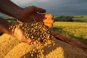 Imagem ilustrativa da imagem Brasil pode se tornar maior exportador de grãos do mundo