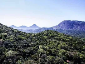 Imagem ilustrativa da imagem Projeto 'Olho no Verde' volta a monitorar desmatamentos, no Rio
