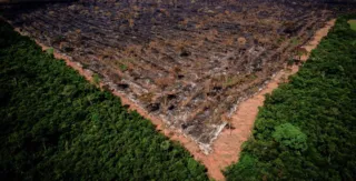 Imagem ilustrativa da imagem Bolsonaro promete a Biden acabar com desmatamento ilegal até 2030