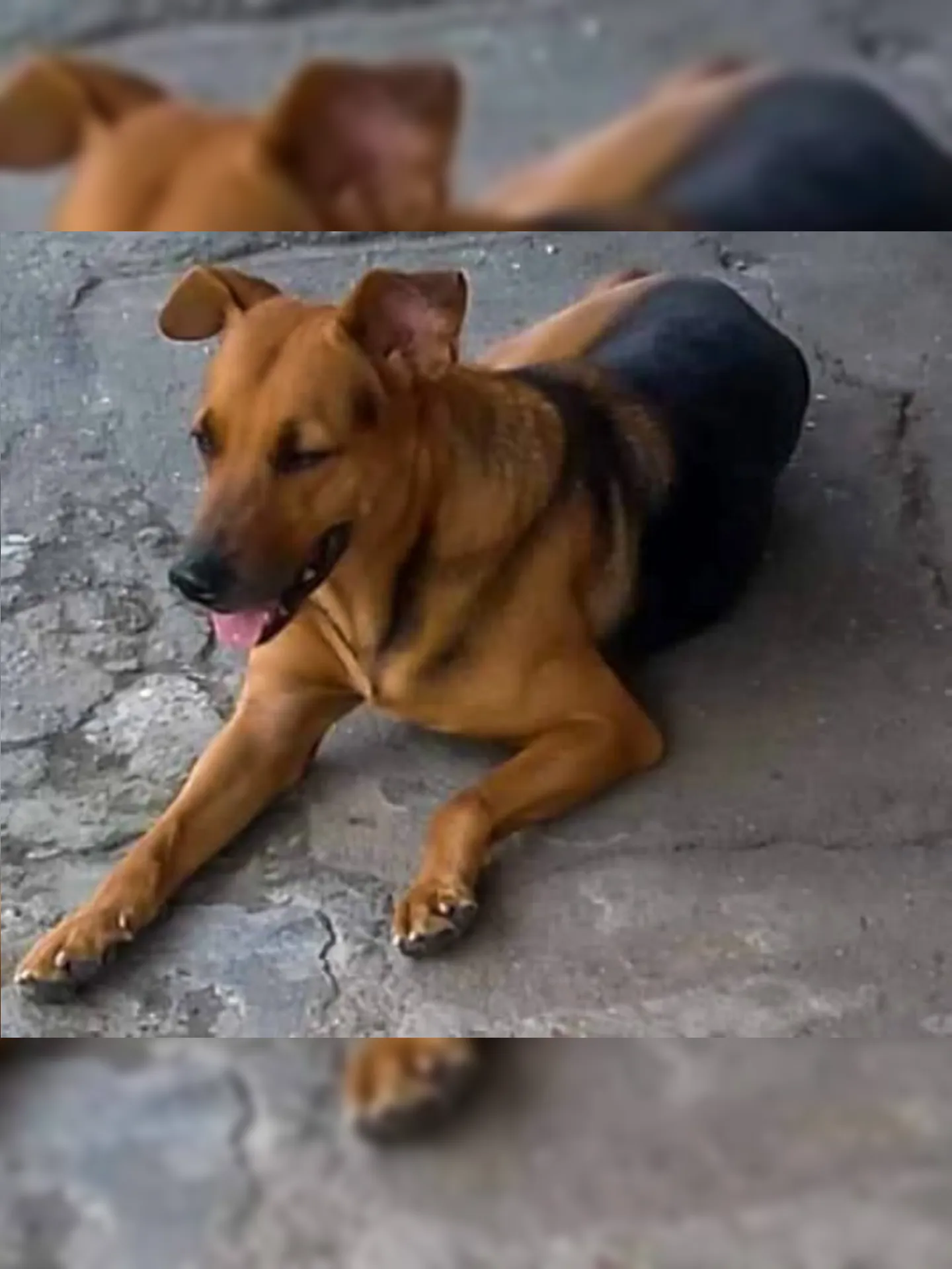 Imagem ilustrativa da imagem Comerciante que espancou e matou cachorro em Niterói é preso