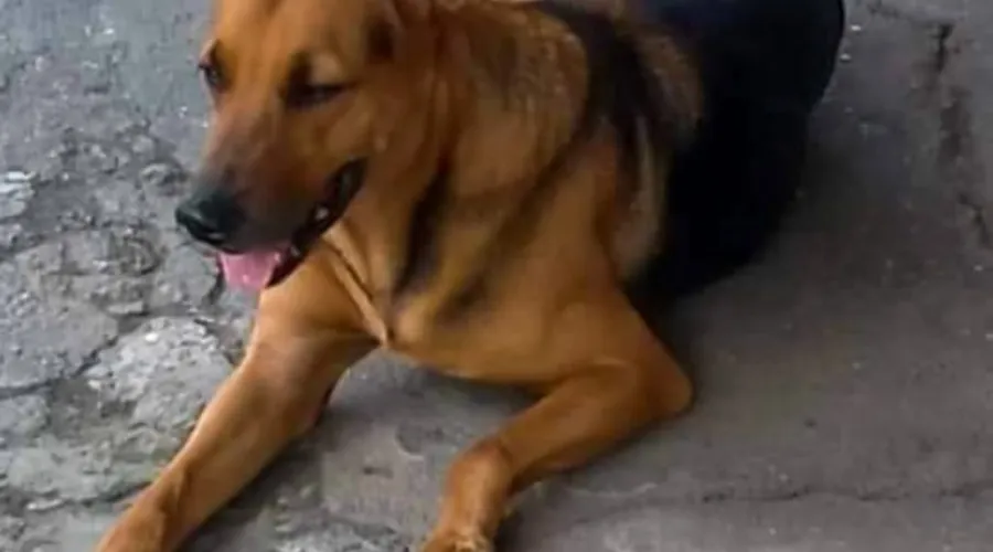 Imagem ilustrativa da imagem Comerciante que espancou e matou cachorro em Niterói é preso