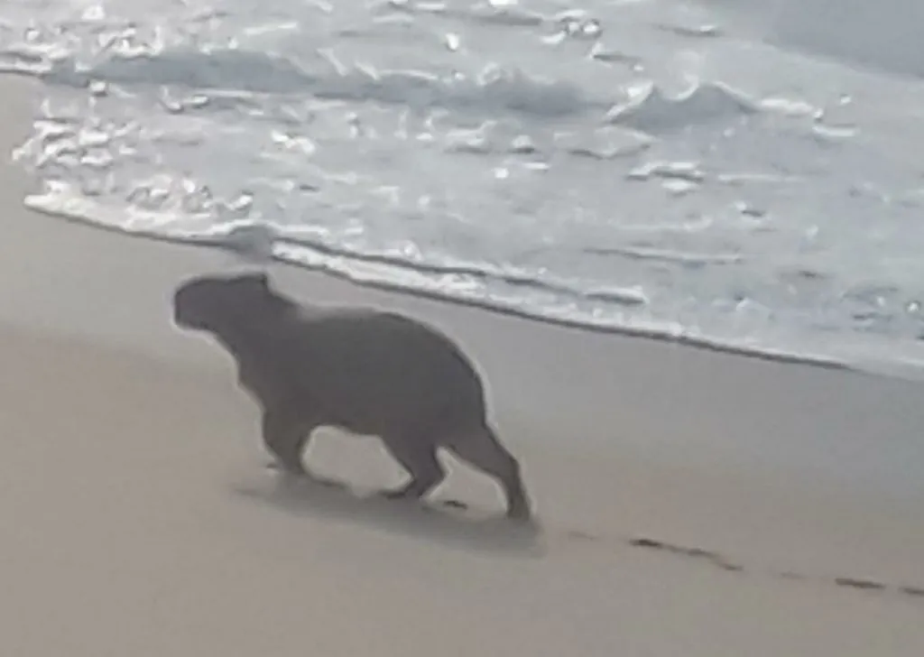Imagem ilustrativa da imagem Capivara faz 'rolezinho' nas areias da Praia de Itaipuaçu