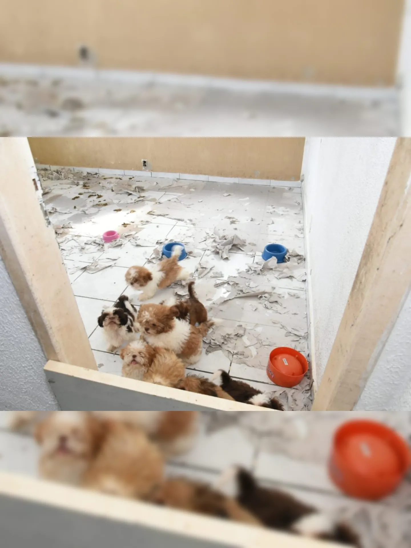 Imagem ilustrativa da imagem Cães resgatados em canil clandestino de Maricá já têm um lar