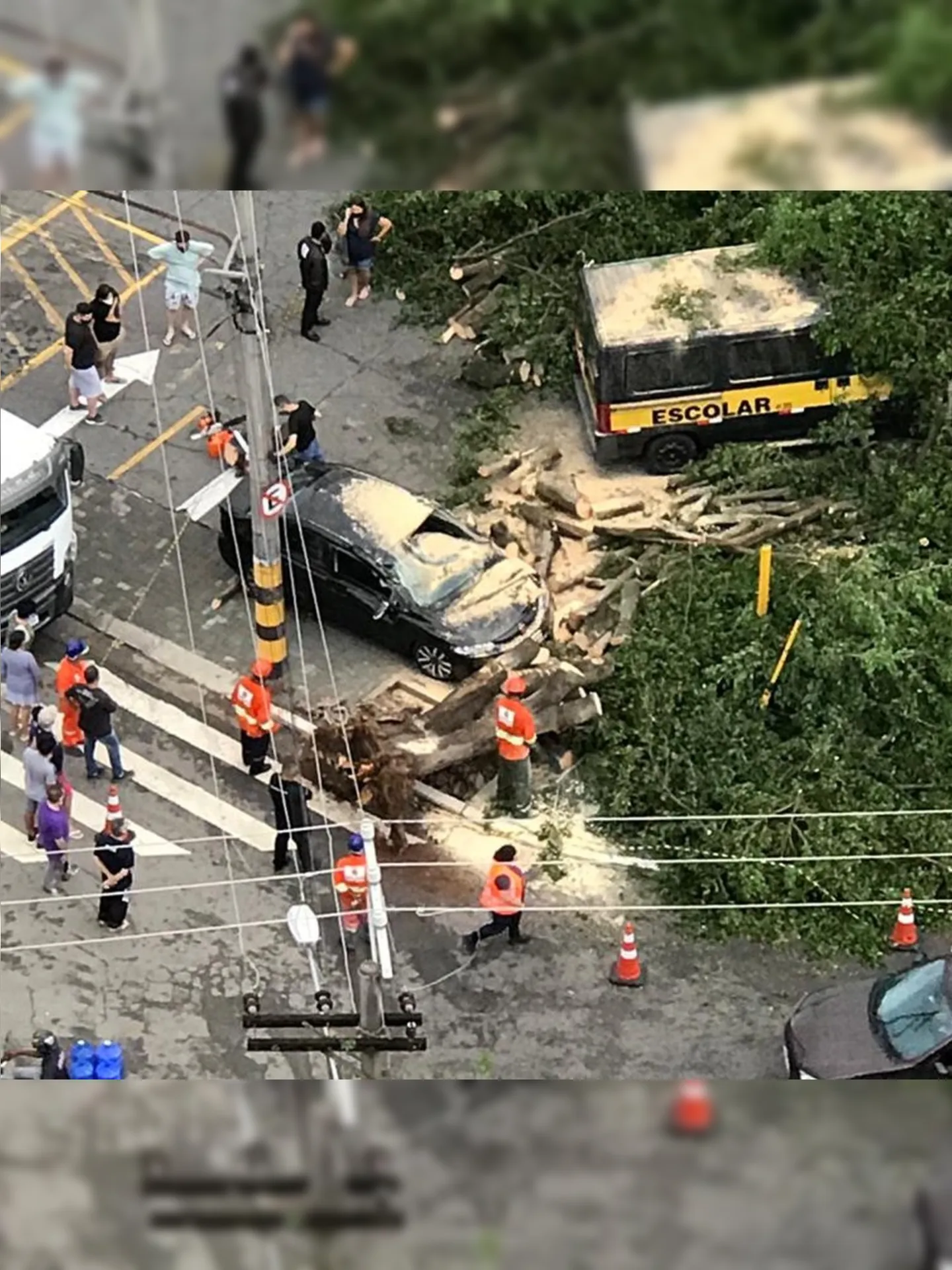 Imagem ilustrativa da imagem Queda de árvore sobre carro mata mulher em São Paulo
