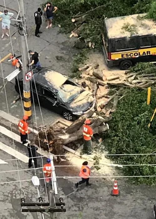 Imagem ilustrativa da imagem Queda de árvore sobre carro mata mulher em São Paulo