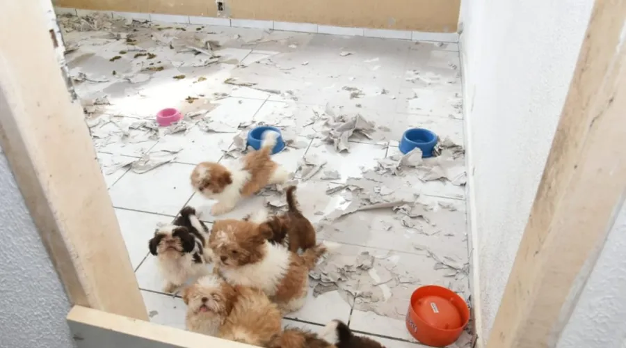 Imagem ilustrativa da imagem Cães resgatados em canil clandestino de Maricá já têm um lar