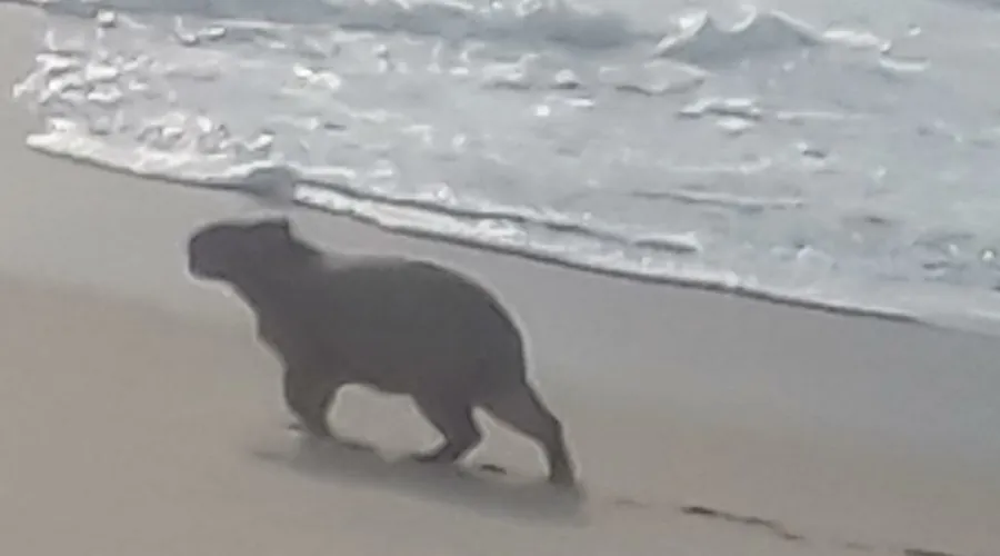 Imagem ilustrativa da imagem Capivara faz 'rolezinho' nas areias da Praia de Itaipuaçu
