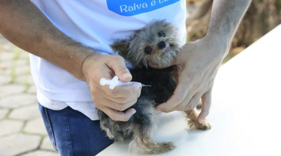 Imagem ilustrativa da imagem Rio inicia quarta fase da campanha de vacinação contra raiva