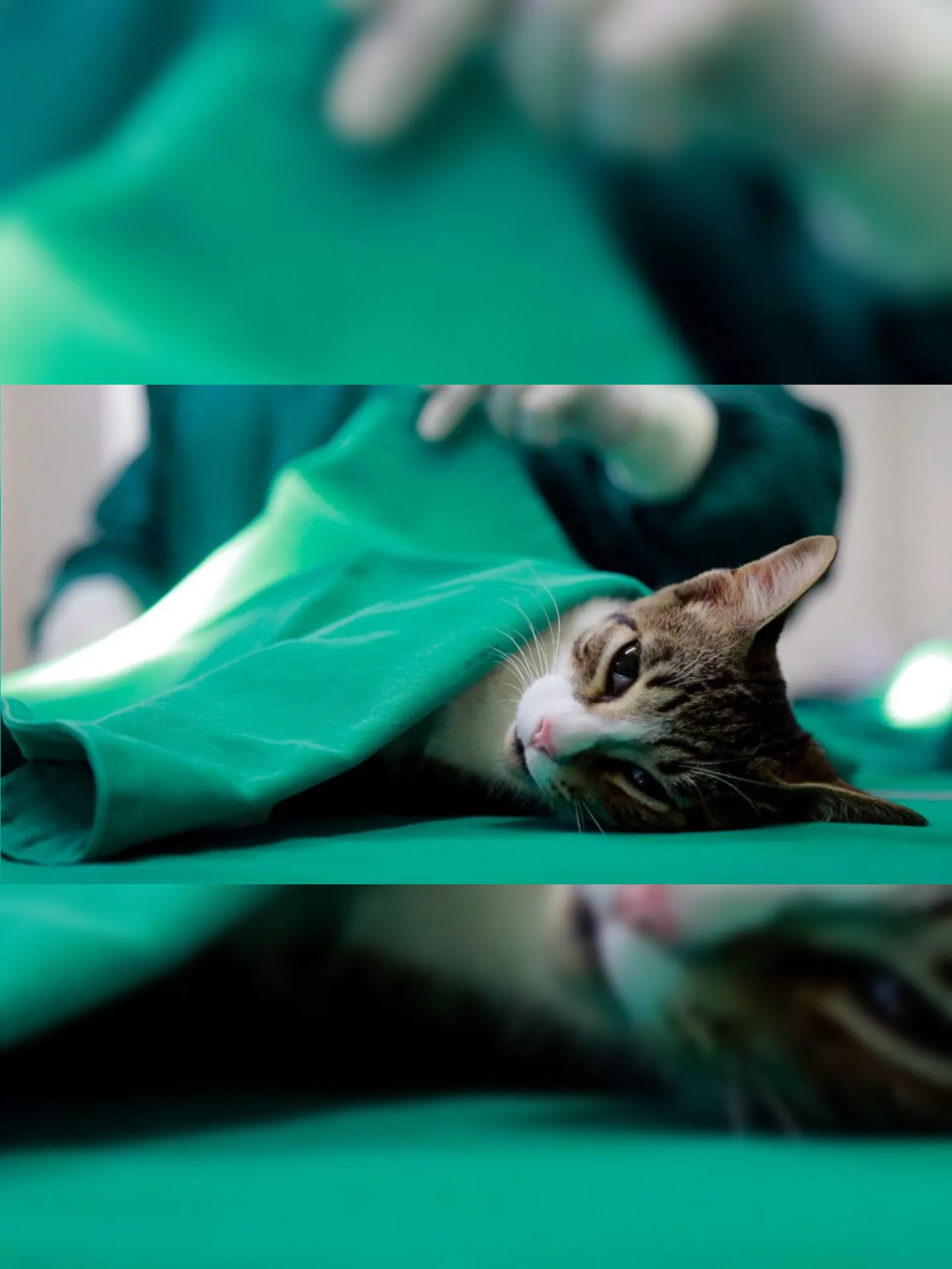 Imagem ilustrativa da imagem Cirurgias em animais podem ser suspensas a fim de reduzir uso de insumos
