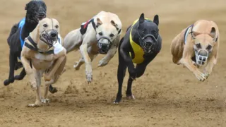 Imagem ilustrativa da imagem Corridas de cães proibidas no Estado do Rio