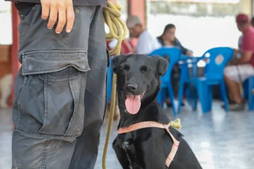 Imagem ilustrativa da imagem Inscrições abertas para castração de cães e gatos em Maricá