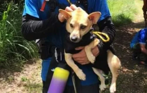 Imagem ilustrativa da imagem Final feliz para cão preso em pedra de Itaipuaçu em Maricá