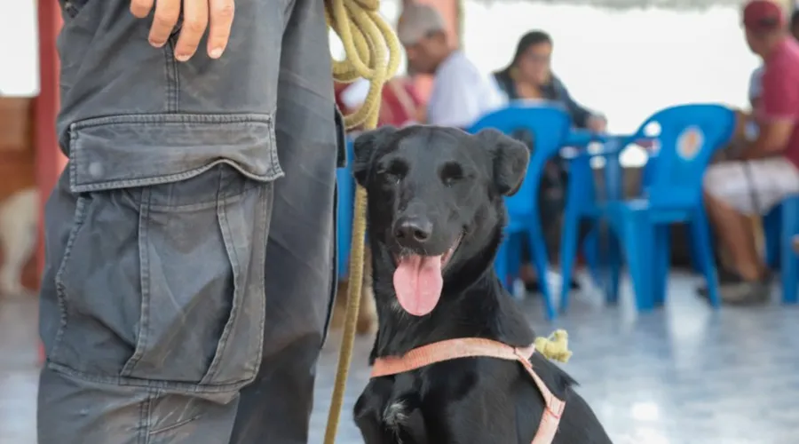 Imagem ilustrativa da imagem Inscrições abertas para castração de cães e gatos em Maricá