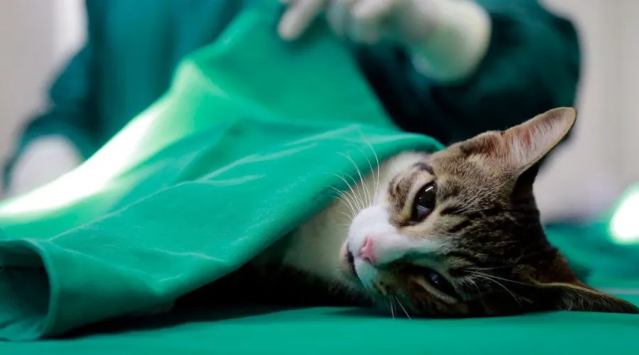 Imagem ilustrativa da imagem Cirurgias em animais podem ser suspensas a fim de reduzir uso de insumos