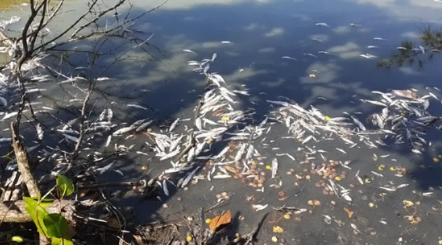 Imagem ilustrativa da imagem Acusação de crimes ambientais nas lagoas de Niterói