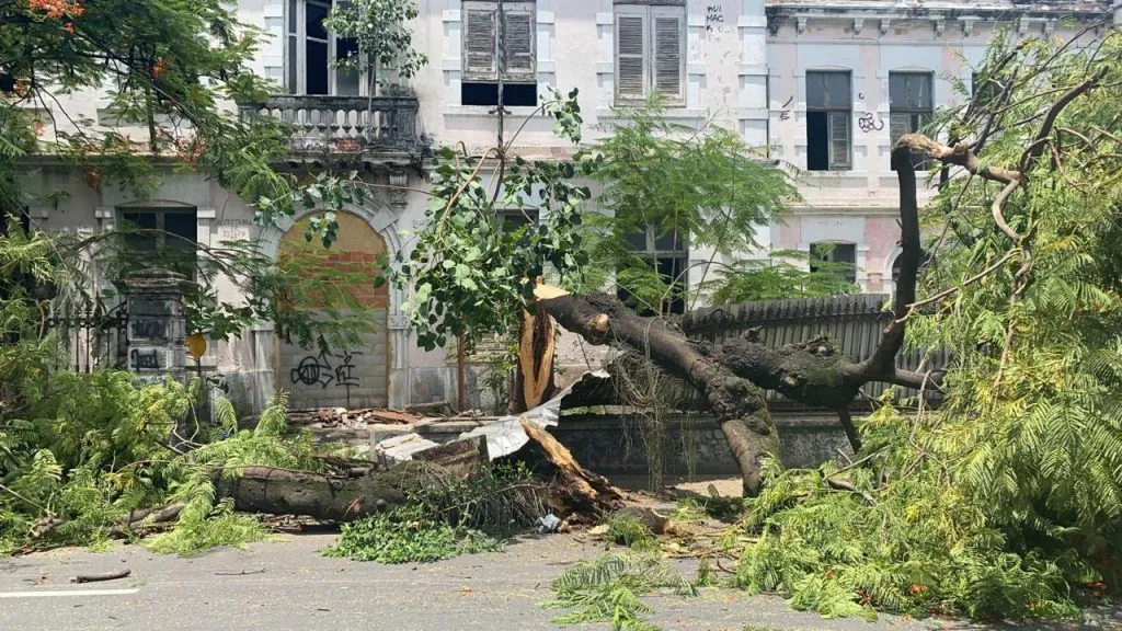 Imagem ilustrativa da imagem Árvore cai e interdita rua no Centro de Niterói