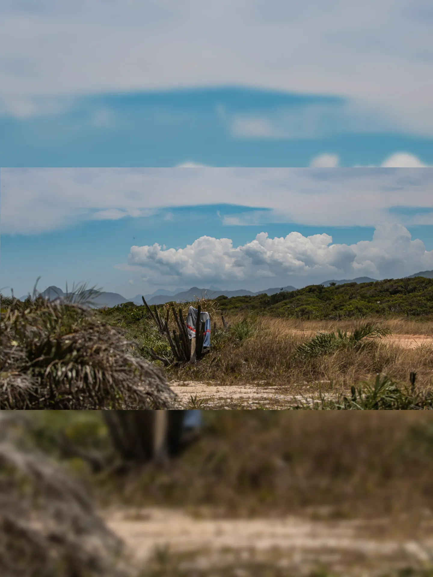 Imagem ilustrativa da imagem MP garante preservação ambiental da Restinga de Maricá