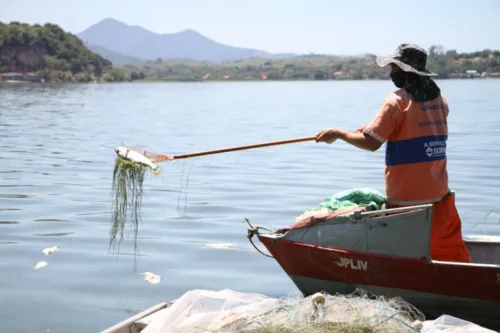 Imagem ilustrativa da imagem Prefeitura de Maricá retira 3 toneladas de peixes das lagoas