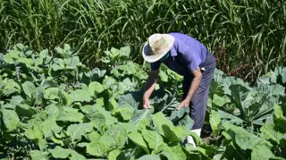 Imagem ilustrativa da imagem Programa agropecuário ajuda produtores durante pandemia