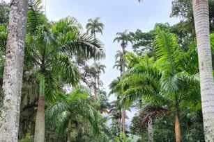 Imagem ilustrativa da imagem Jardim Botânico do Rio com visitas guiadas em carros