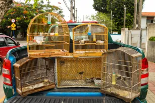 Imagem ilustrativa da imagem Pássaros silvestres são resgatados em Maricá