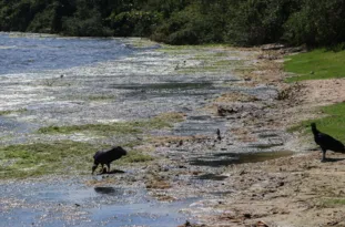 Imagem ilustrativa da imagem Pedido de socorro nas lagoas de Maricá