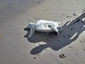 Imagem ilustrativa da imagem Tartaruga em estado de decomposição é encontrada na praia de Icaraí